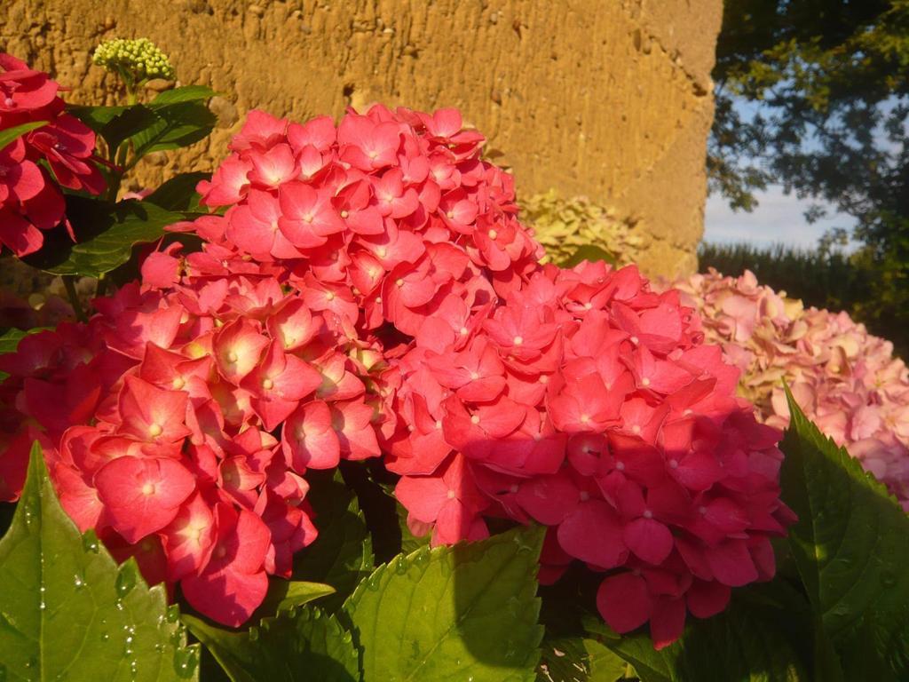 Bed & Breakfast - Maison De Marie Messimy-sur-Saone Buitenkant foto